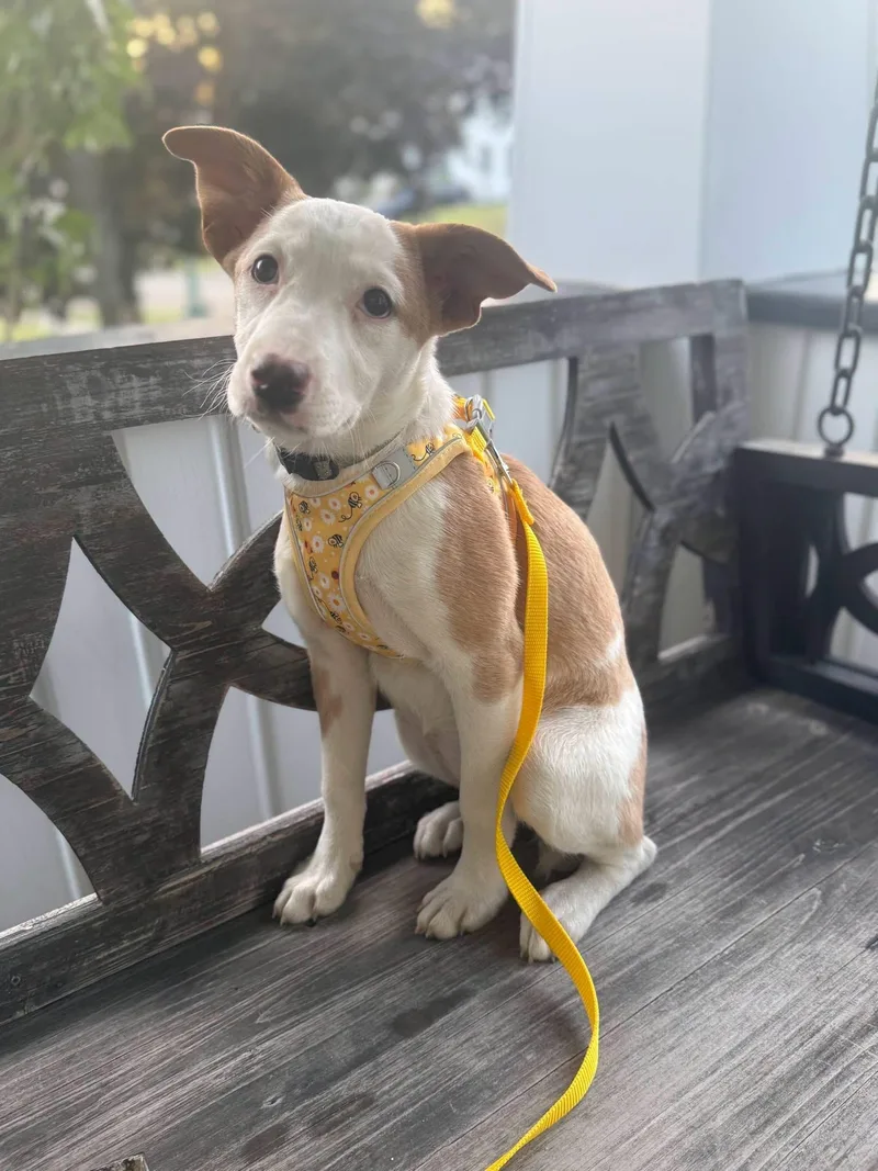 A baby medium-sized female Terrier dog named Cali for adoption in Salamanca, NY