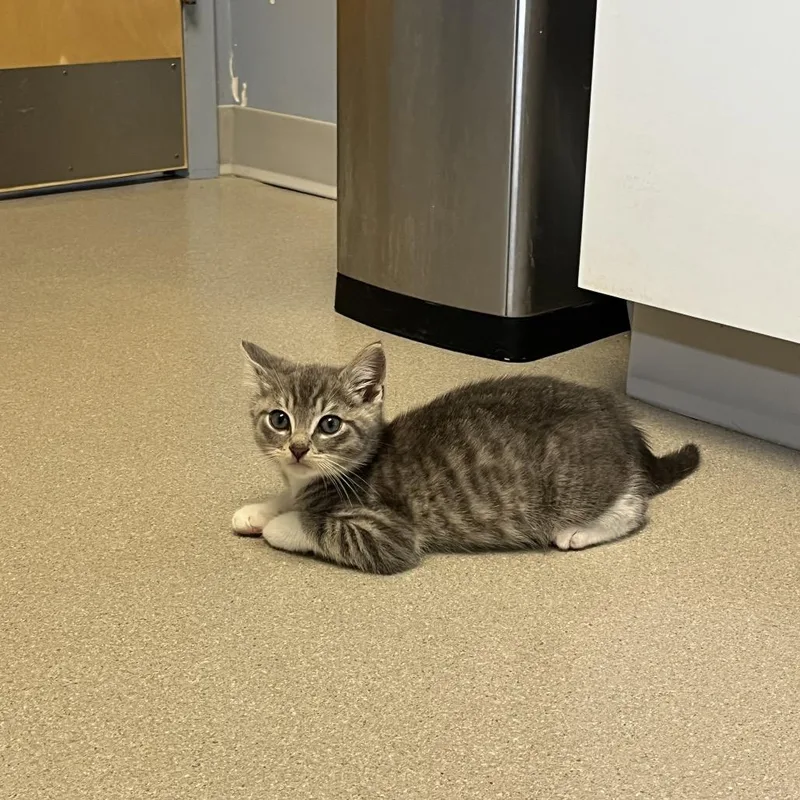 A baby small-sized male Gray / Blue / Silver Domestic Short Hair cat named Westy for adoption in Oyster Bay, NY