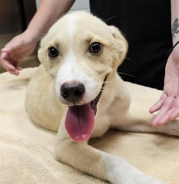 A baby medium-sized male Labrador Retriever dog named Titan for adoption in Huntsville, AL