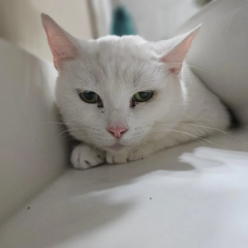 An adult large-sized female White Domestic Short Hair cat named Pria for adoption in Jasper, IN