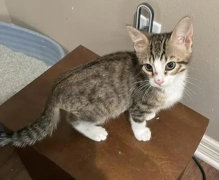 A baby medium-sized male Tabby (Tiger Striped) Domestic Short Hair cat named Pipportofino Petsmart for adoption in Spring, TX