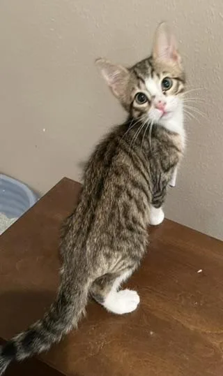 Pipportofino Petsmart thumbnail 3