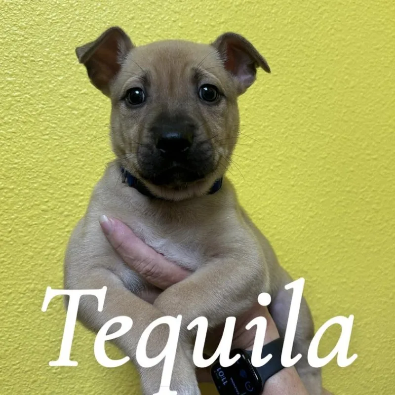 A baby medium-sized male Golden Pit Bull Terrier dog named Taquila for adoption in Woodland, CA