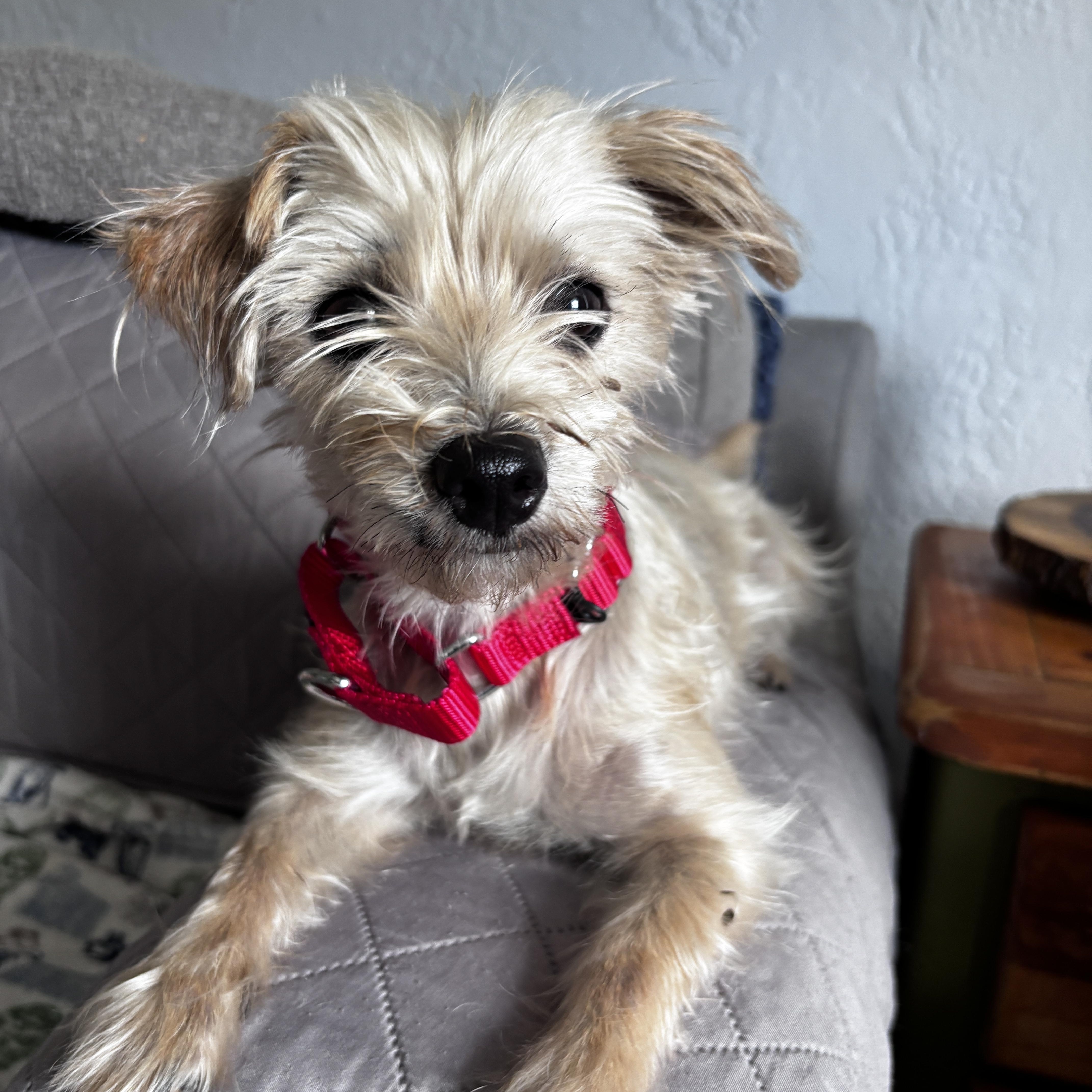 A baby small-sized female Yellow / Tan / Blond / Fawn Cairn Terrier dog named Silvermist and Periwinkle for adoption in Tampa, FL