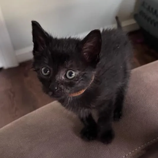 A baby small-sized male Black Domestic Short Hair cat named Peppercorn for adoption in Houston, TX