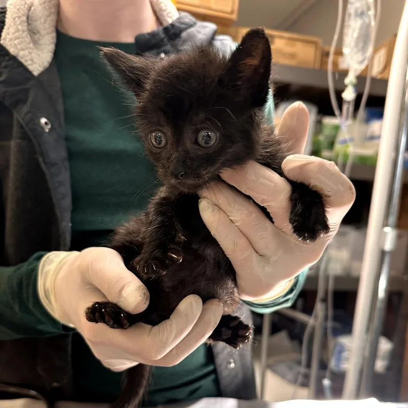 Peppercorn thumbnail 2