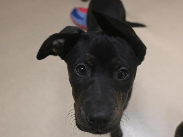 A baby large-sized female Labrador Retriever dog named Tulip for adoption in Portland, OR