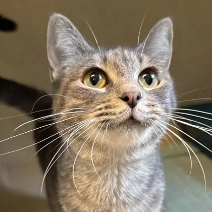 An adult medium-sized female Gray & White Domestic Short Hair cat named Audrey for adoption in Lansing, MI