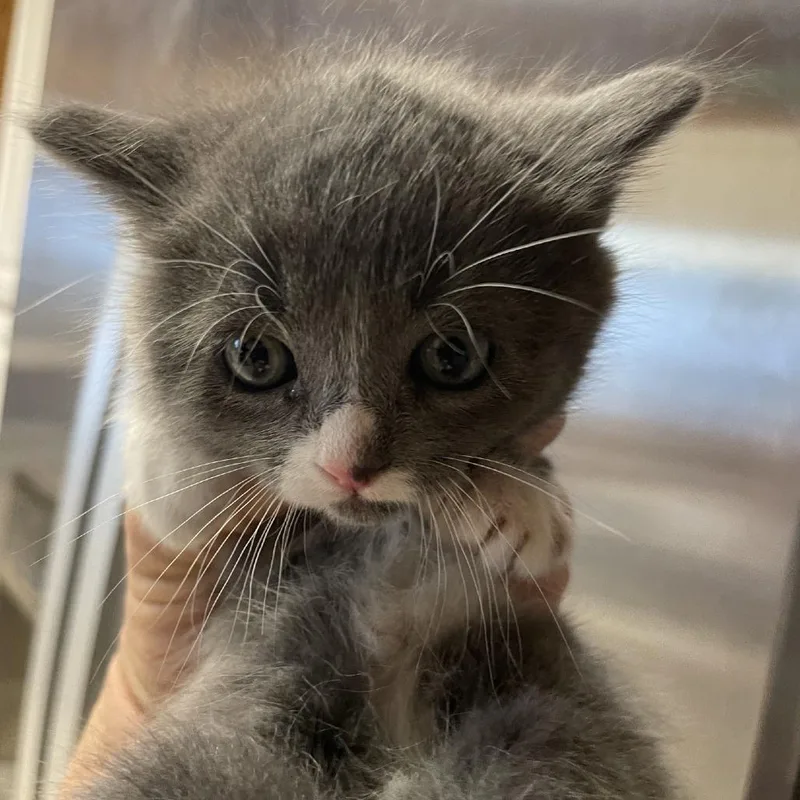 A baby small-sized female Gray / Blue / Silver Domestic Short Hair cat named Daisy for adoption in Hemet, CA