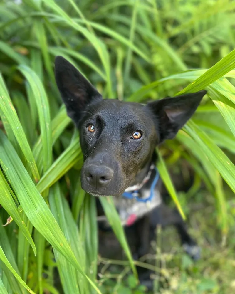 Coco