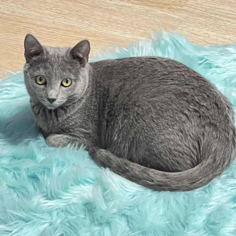 A young medium-sized female Blue Point British Shorthair cat named Gracie for adoption in Mesa, AZ