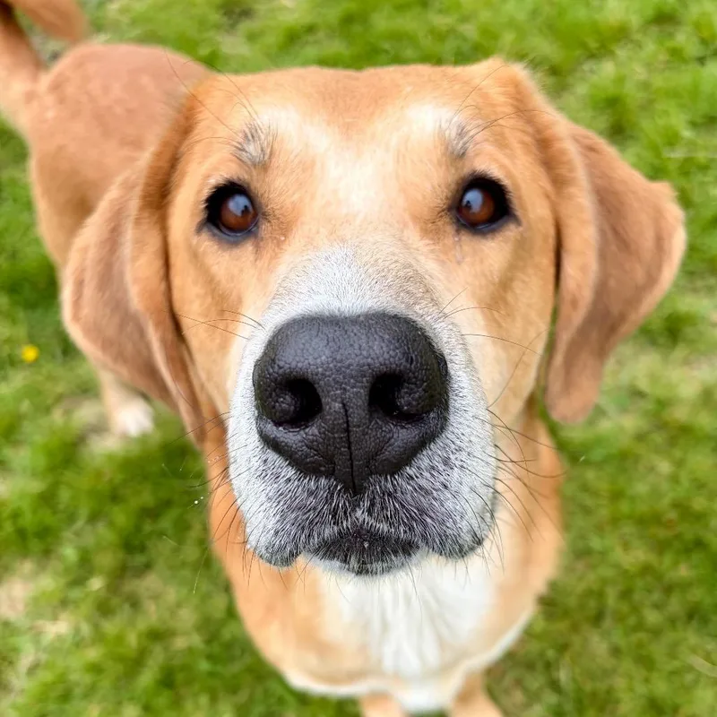 An adult large-sized male Golden Retriever dog named Charlie for adoption in Pekin, IL