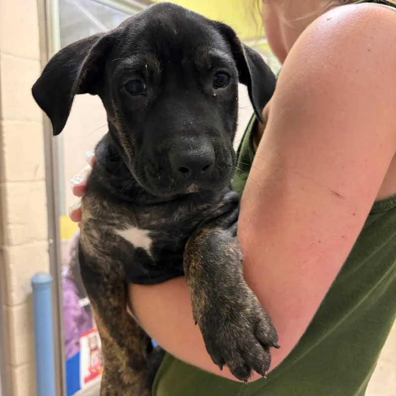 A baby medium-sized male Black Pit Bull Terrier dog named Brutus for adoption in Columbia, MO