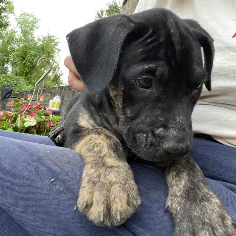 Brutus thumbnail 2