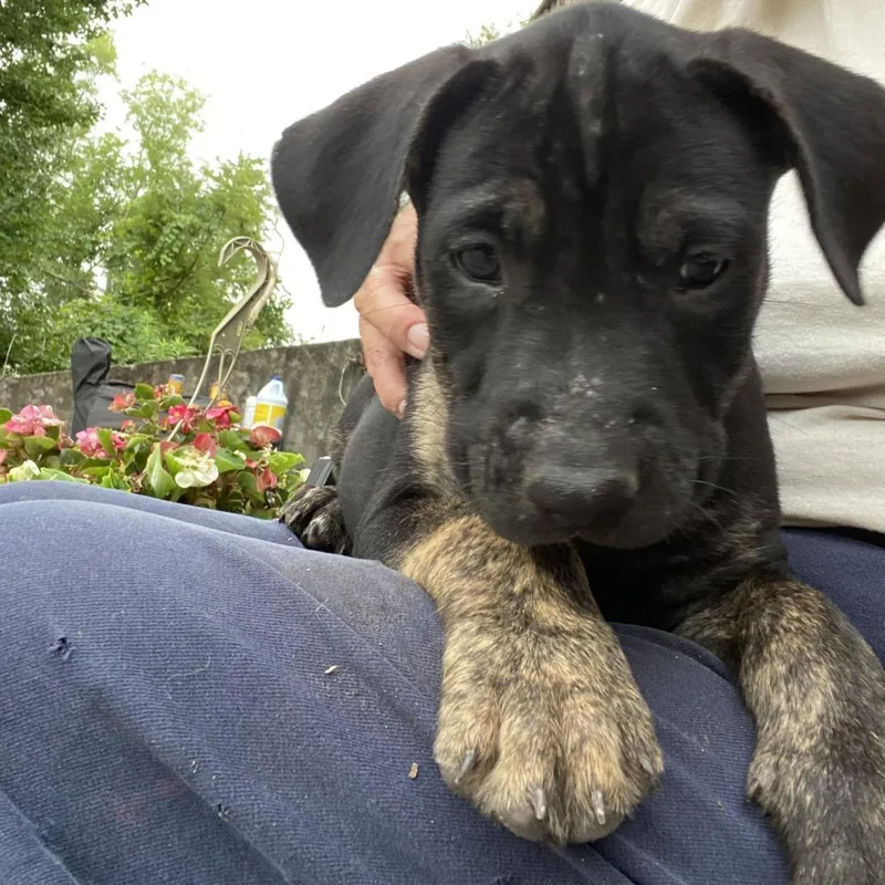 Brutus thumbnail 3