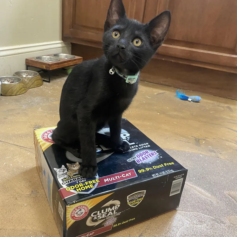 A baby medium-sized male Black Bombay cat named Buzz and Woody for adoption in Mission Viejo, CA
