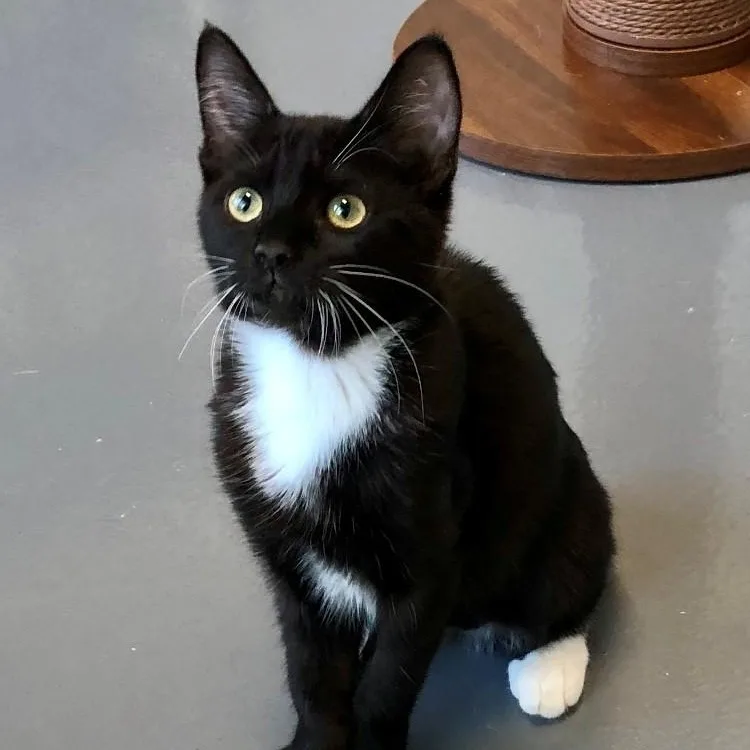 A baby large-sized female Black & White / Tuxedo Domestic Short Hair cat named Ella for adoption in Lodi, CA