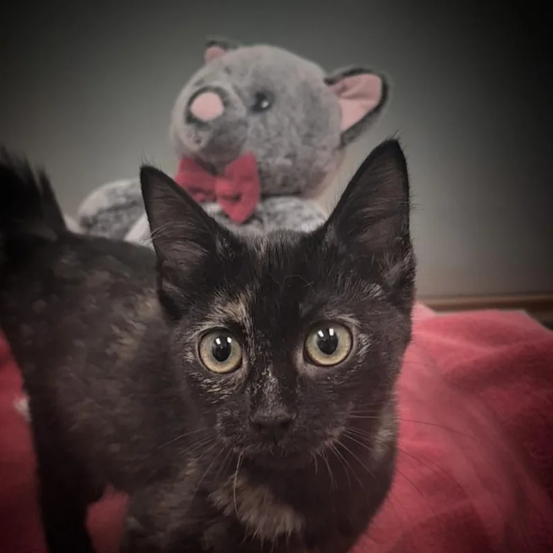 A baby small-sized female Tortoiseshell Domestic Short Hair cat named Jolene for adoption in Upland, CA