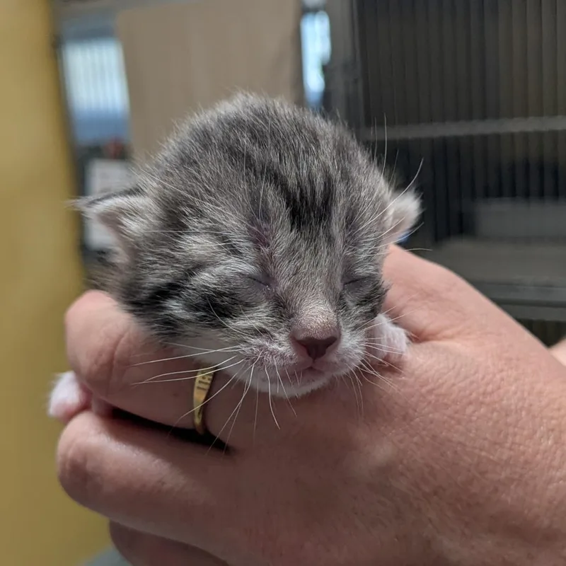 A baby small-sized female Gray / Blue / Silver Domestic Short Hair cat named Angelica for adoption in Huntsville, AR