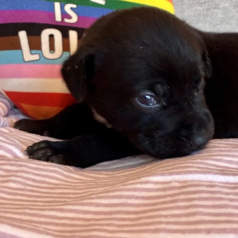 A baby medium-sized female Black Terrier dog named Sandy for adoption in Waxhaw, NC