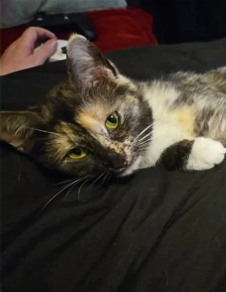 A young small-sized female Domestic Short Hair cat named Sienna for adoption in Hartsville, SC