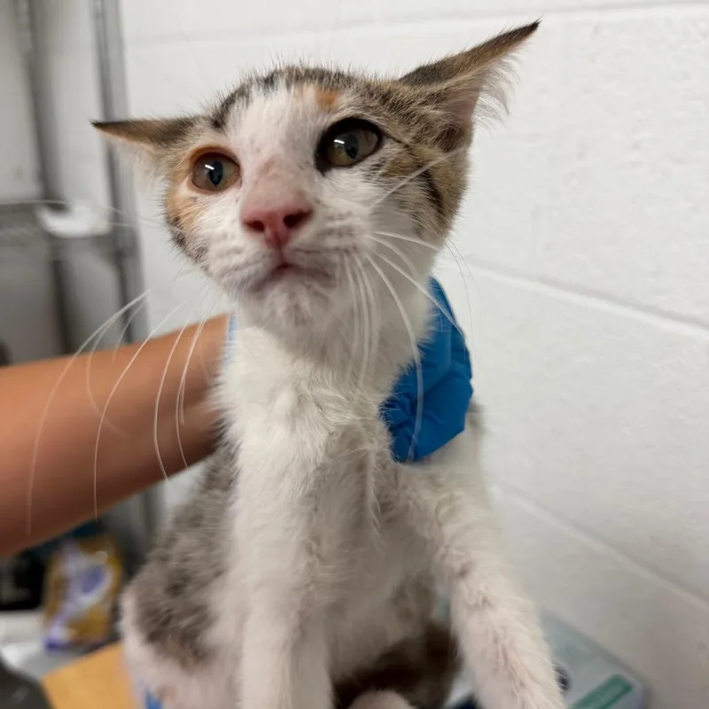 A baby small-sized female Brown / Chocolate Domestic Short Hair cat named Molly for adoption in Edinburg, TX