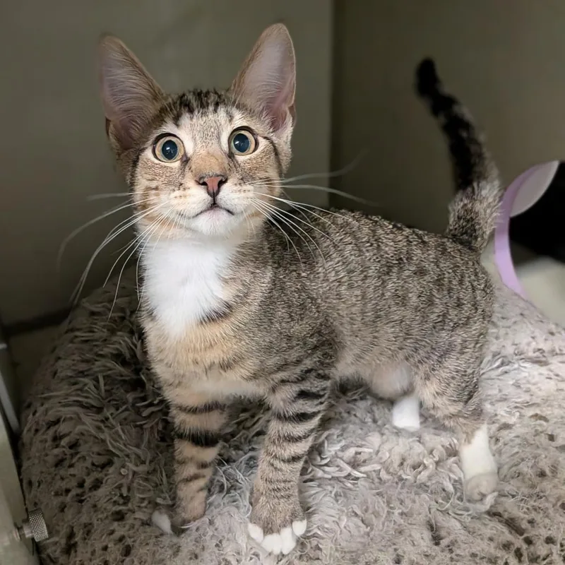 A baby small-sized male Brown / Chocolate Domestic Short Hair cat named Forest for adoption in Lakewood, CO