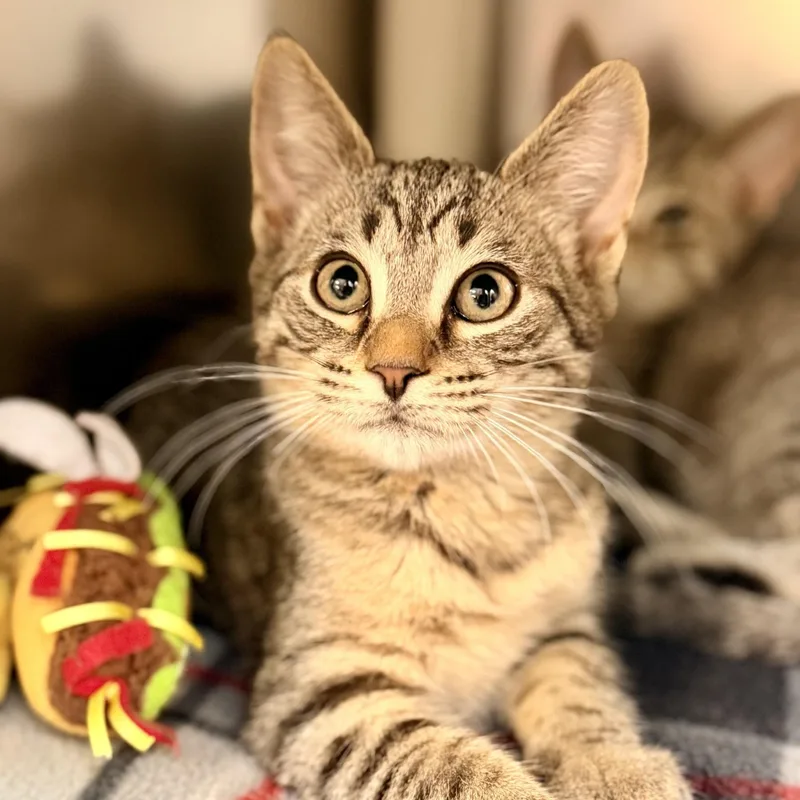 A baby medium-sized male Tabby (Brown / Chocolate) Domestic Short Hair cat named Clever for adoption in Jackson, NJ