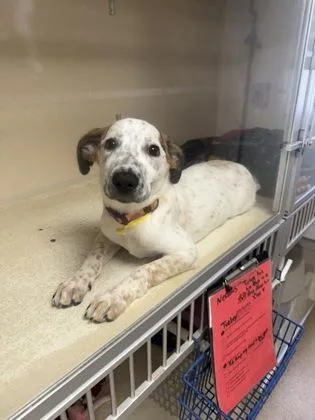 A baby medium-sized male Hound dog named Squirrel Pet Supplies Plus for adoption in East Brookfield, MA
