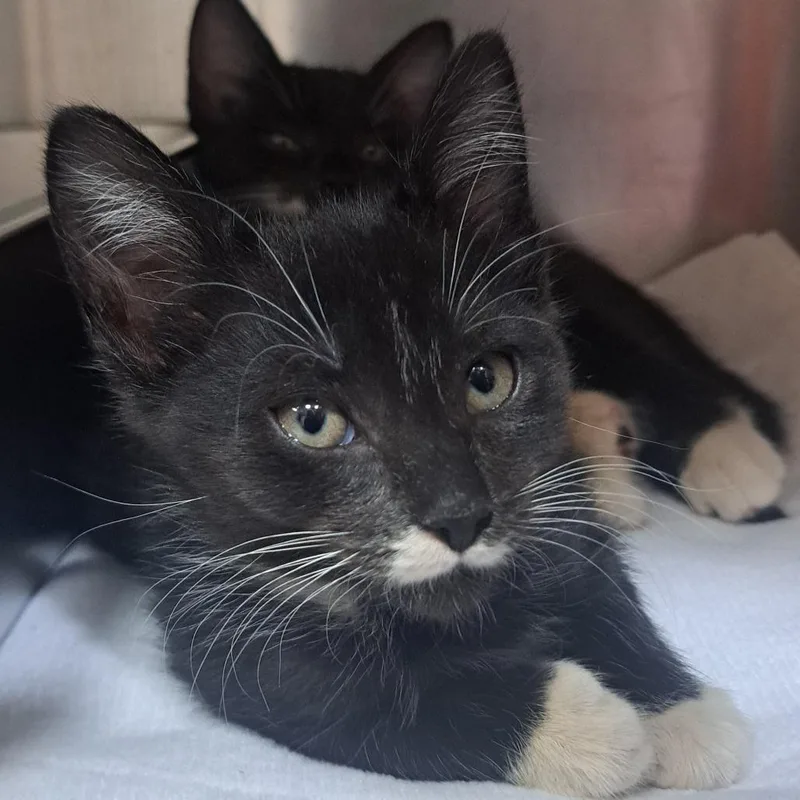 A baby small-sized male Domestic Short Hair cat named Ghost for adoption in Pensacola, FL