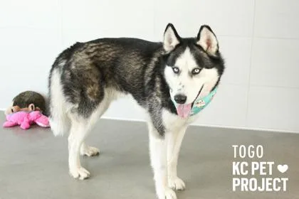 An adult large-sized male Black Siberian Husky dog named Togo for adoption in Kansas City, MO