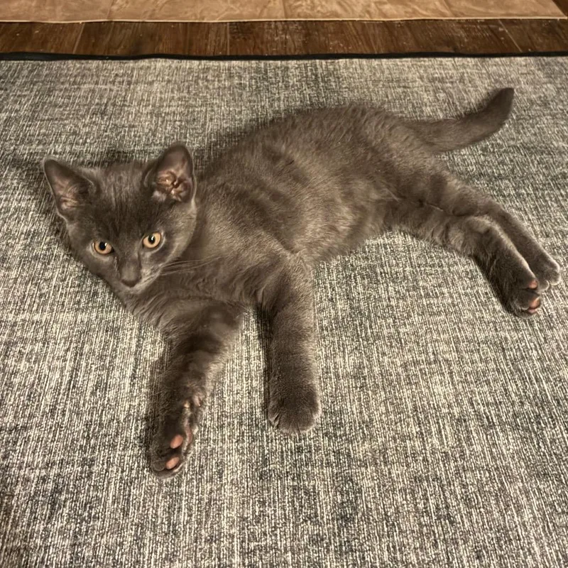 A baby small-sized male Gray / Blue / Silver Russian Blue cat named Finley for adoption in Carmel, IN