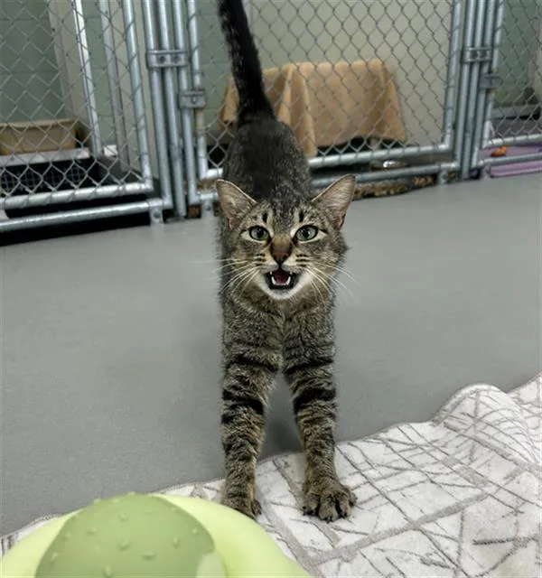 A young small-sized female Domestic Short Hair cat named Pookie for adoption in Geneva, IL