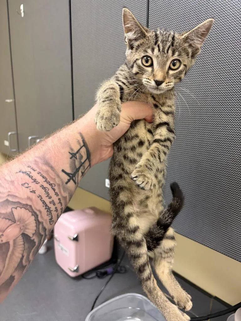A baby medium-sized male Domestic Short Hair cat named Tuba for adoption in Florence, SC