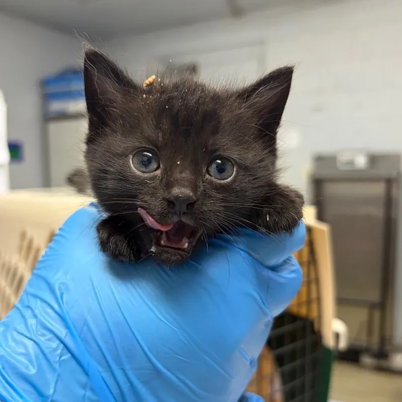 A baby small-sized male Black Domestic Short Hair cat named Ninja for adoption in Summerville, SC
