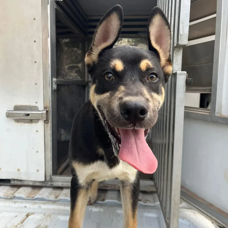 A baby medium-sized male Black Mixed Breed dog named Cyclone for adoption in Pauls Valley, OK
