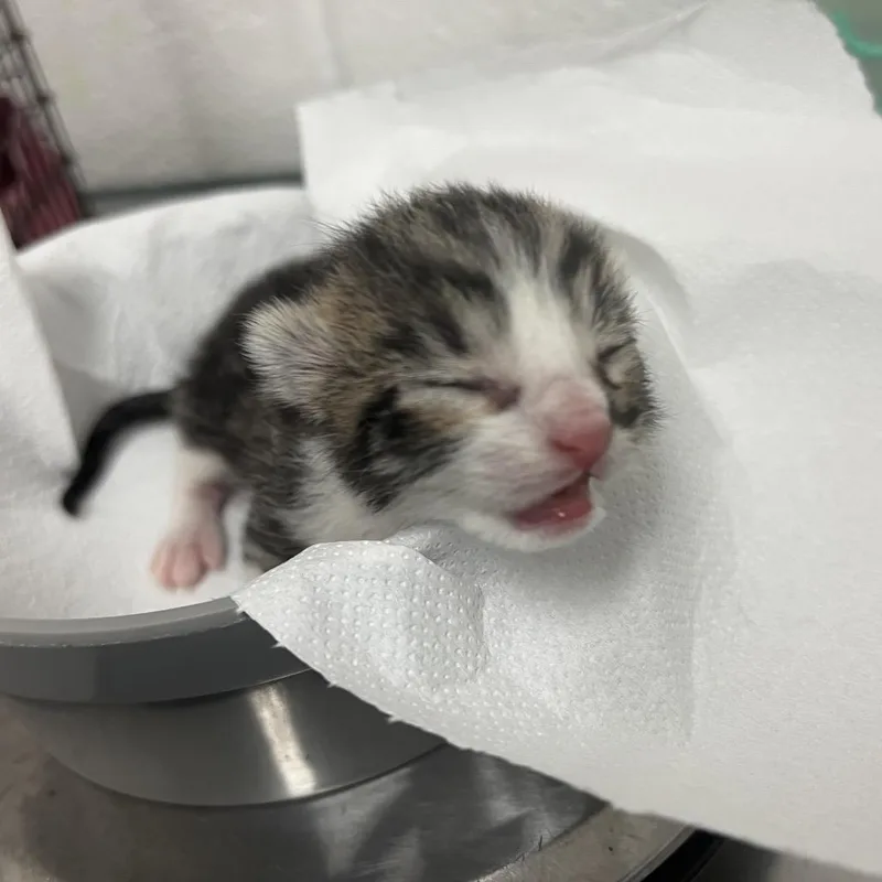 A baby small-sized male Gray / Blue / Silver Domestic Short Hair cat named Linkin Park for adoption in Edinburg, TX
