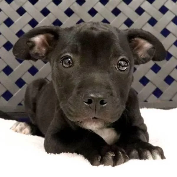 A baby small-sized female Terrier dog named Tolly for adoption in Midland, TX