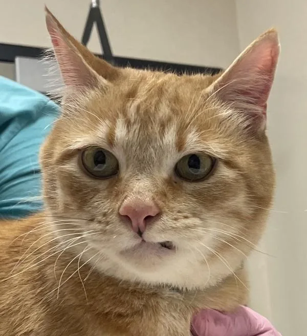 A senior small-sized male Domestic Short Hair cat named Simba for adoption in El Cajon, CA