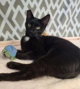 An adult medium-sized female Domestic Short Hair cat named Samantha for adoption in Bucyrus, OH