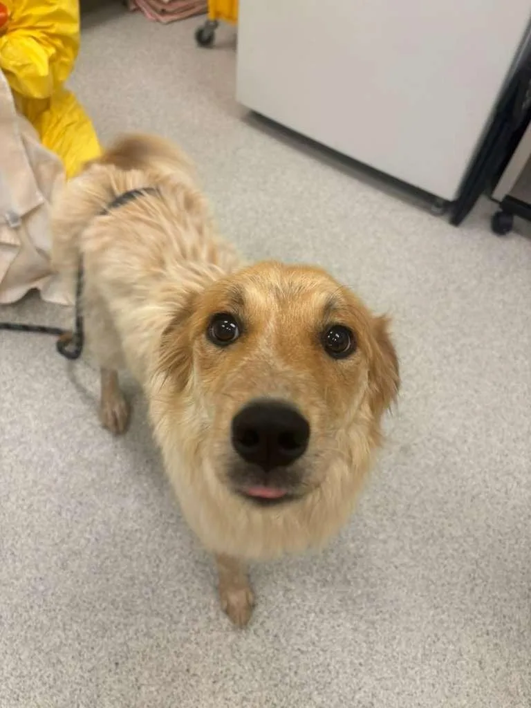 A young medium-sized female Australian Shepherd dog named Lollapalooza for adoption in Phoenix, AZ