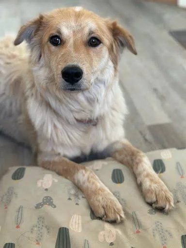 Lollapalooza thumbnail 3