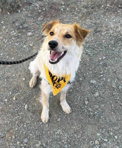 Lollapalooza thumbnail 4