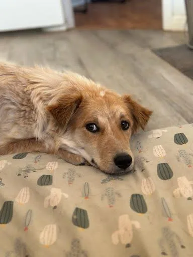 Lollapalooza thumbnail 5