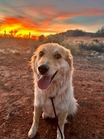 Lollapalooza thumbnail 6