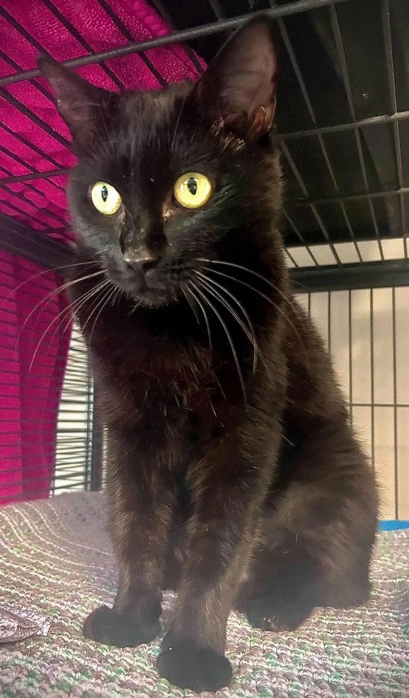 An adult medium-sized female Black Domestic Short Hair cat named Onyx for adoption in Gettysburg, PA