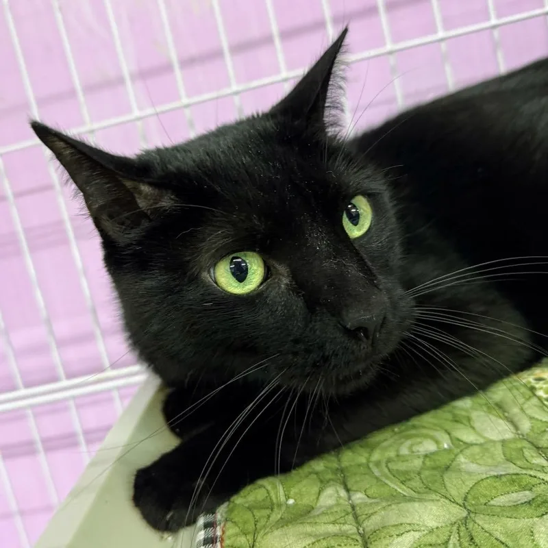 Men In Black thumbnail 4