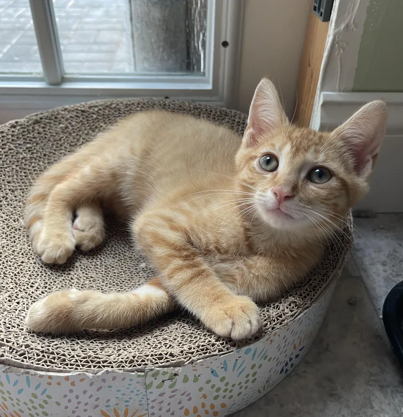 A baby medium-sized male Tabby (Orange / Red) Tabby cat named Ramen for adoption in Richmond, VA