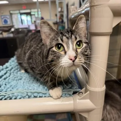 A young medium-sized female Tabby (Brown / Chocolate) Domestic Short Hair cat named Gertrude for adoption in Quincy, IL