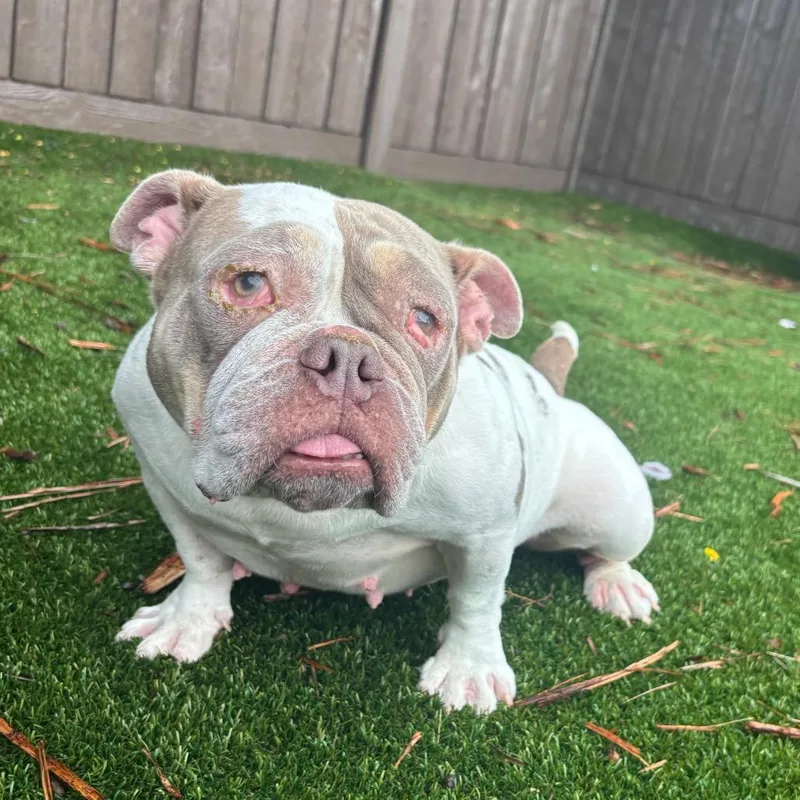 Honey Bun AKA Butter